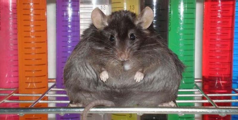 Ratones obesos pierden ansiedad cuando se eliminan las
