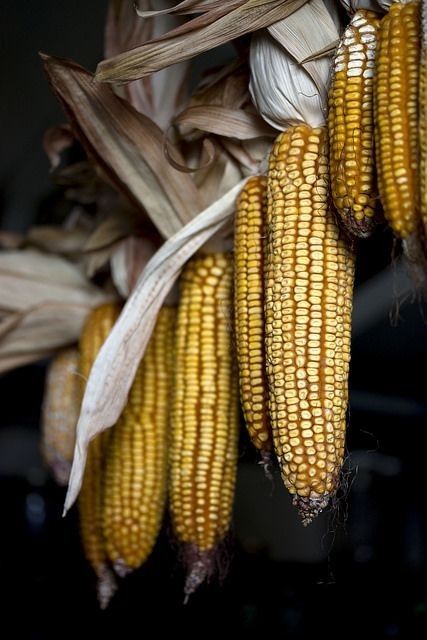 Maíz, base de la alimentación en México