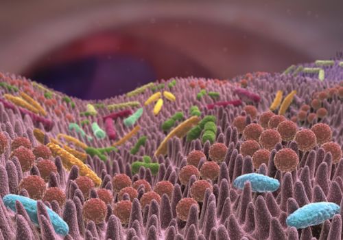 Científicos identifican microorganismos que podrían estar detrás del origen de la obesidad